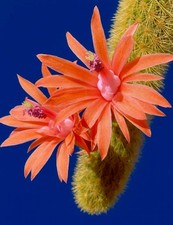 Hildewinteria aureispina 100
