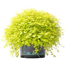 Soleirolia soleirolii Helxine