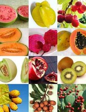 Fruit seeds grow - grow, your