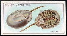 KING CRAB   Vintage 1928 Illustrated Marine Wildlife Card  GE06MS