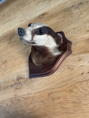 Antique taxidermy badger head - antique,