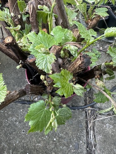 Black grape vine cuttings - black,