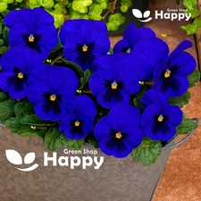 FLOWER - PANSY SWISS GIANT