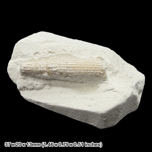 Stereocidaris fossil - sp.,