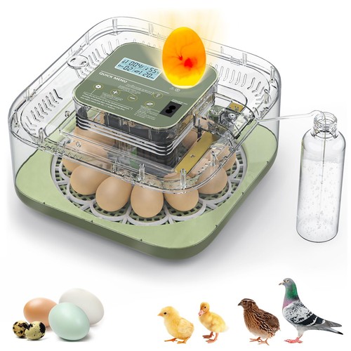 Egg incubator eggs - egg, 12