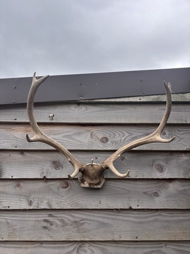 Highland red stag - highland,