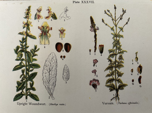 Antique print upright - print,