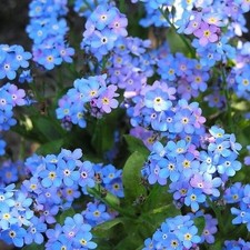 8 X Bare Root Forget Me Not Plants Myosotis Blue Early Spring Flowers