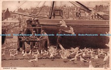 R225993 Seagulls St Ives Gout