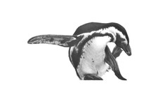 Gary Hodges "High Kickin"