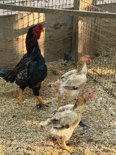 Shamo bantam eggs very - 7,
