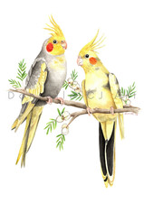 Original A4 Watercolour