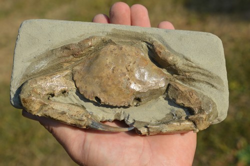 Amazing large rare - #47.,