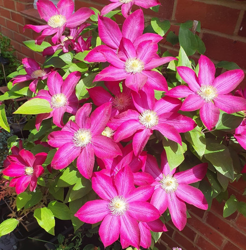 Clematis vicki early - vicki,