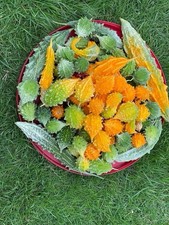 10 Seeds-Bangladesi Usta/