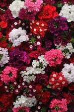 X10 verbena quartz mix - x10, xl