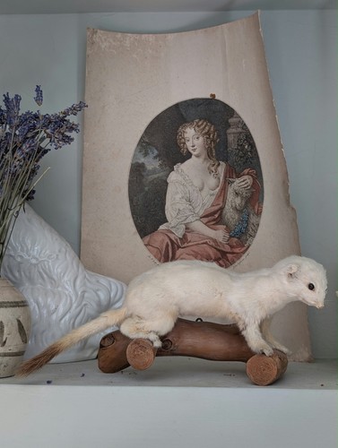 Taxidermy stoat on - (ermine),