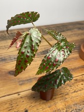 Begonia Negrosensis x Amphioxus Hybrid RARE Large Flowering 
