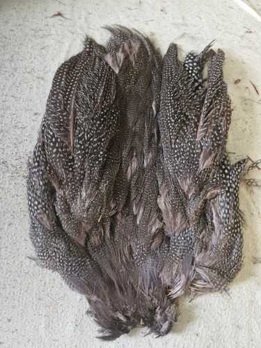 Guinea fowl red fly - fowl,