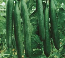 3x Telegraph Improved cucumber