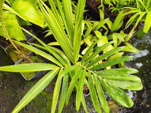 Adonidia merrillii variegata - adonidia, 'variegata'