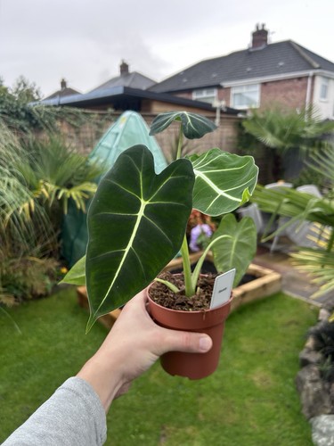 Alocasia frydek green velvet - alocasia,