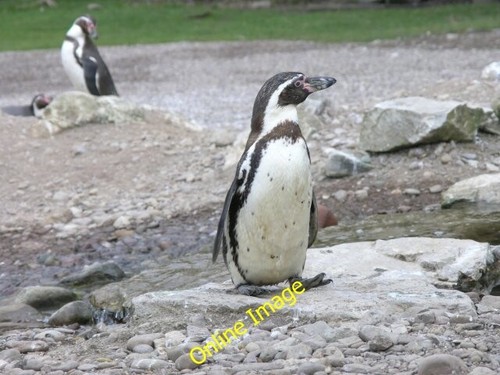 Photo 6x4 penguins - photo,
