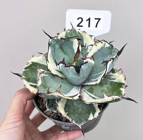 Pot 10cm agave - pot, 'black