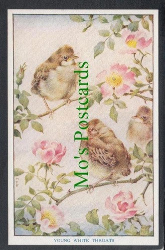 Birds postcard young white - young,
