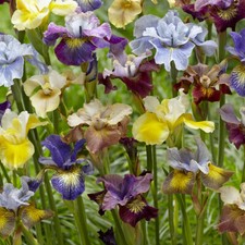 Iris Peacock Mix 5 Bare Root