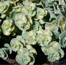 Sedum sieboldii variegata- 9cm
