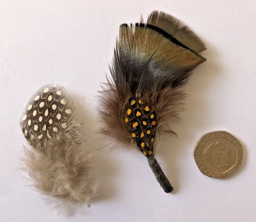 Guinea fowl small feathers - , for