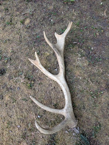 British red deer shed antler - british,