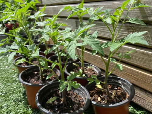 Cherry tomato piccolo - cherry, ‘piccolo’