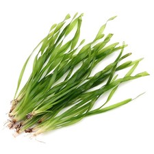 Vallisneria Torta (Twisted