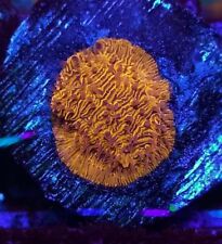 Solar Flare Leptoseris, SPS LPS encrusting Coral Frag