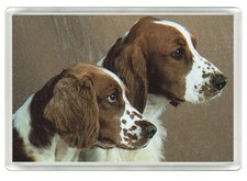 WELSH SPRINGER SPANIEL LOVELY