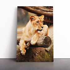 Lioness Lion Canvas Wall Art