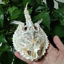 Real Starry Hand fish Skull