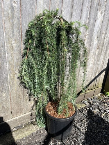 Larix kaempferi stiff - larix, weeper'