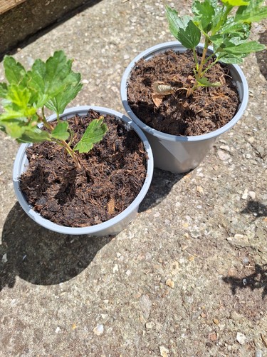 Red gooseberry plant - gooseberry, a