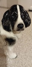  Springer Spaniel black and
