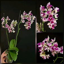 Rare Phalaenopsis Happy Pearl