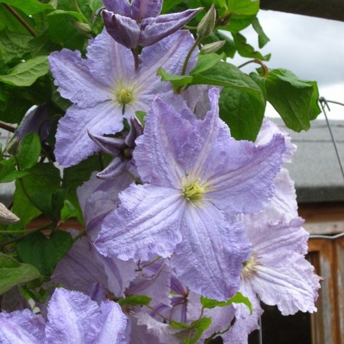 Litre clematis blekitny - 2,