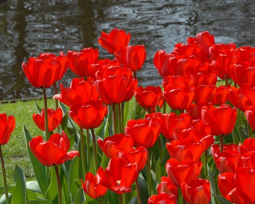 Giant red impression tulip - impression,