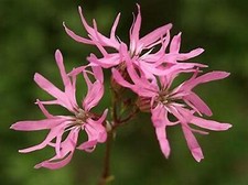 Ragged robin herb wild - wild, flower