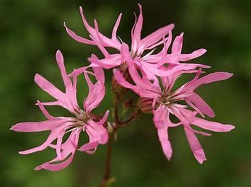 Ragged robin herb wild flower - ragged,