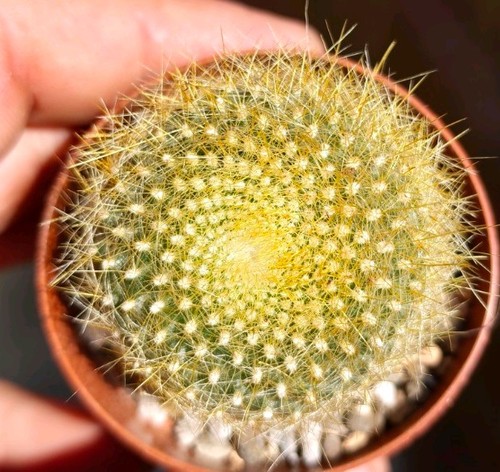 Notocactus graessneri - graessneri,