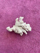Natural Dead Coral, White