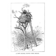 NEW GUINEA Native Tree Hut - Antique Print 1886